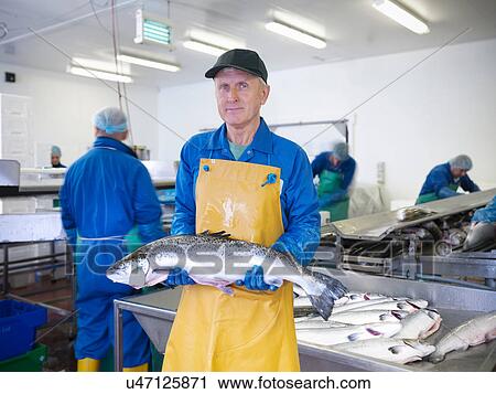 Portrait of man holding fresh hand-reared Scottish salmon in factory of fish farm View Large Photo Image Stock Image - Portrait of man holding fresh hand-reared Scottish salmon in factory of fish farm. Fotosearch