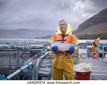 Portrait of salmon farmer holding hand reared Scottish salmon on farm pontoon on sea loch View Large Photo Image Picture - Portrait of salmon farmer holding hand reared Scottish salmon on farm pontoon on sea loch. Fotosearch