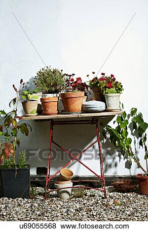 Stock Photo - Potted plants on wooden table outdoors. Fotosearch
