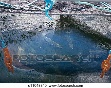 Salmon caught in pen on Scottish salmon farm View Large Photo Image Stock Image - Salmon caught in pen on Scottish salmon farm. Fotosearch
