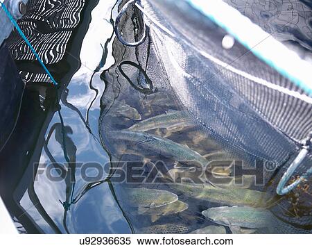 Stock Photography - Salmon caught in pen on Scottish salmon farm. Fotosearch