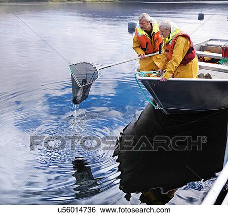Salmon farmers catching fish in net on loch of Scottish salmon farm View Large Photo Image Stock Photograph - Salmon farmers catching fish in net on loch of Scottish salmon farm. Fotosearch