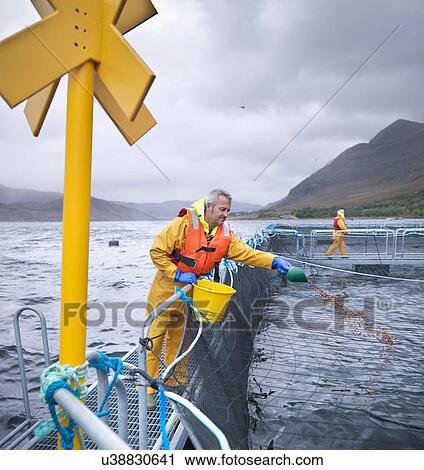 Stock Image - Salmon farmers feeding fish on pontoon of Scottish salmon farm over sea loch. Fotosearch