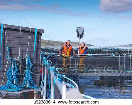 Salmon farmers looking into pen of Scottish salmon farm View Large Photo Image Picture - Salmon farmers looking into pen of Scottish salmon farm. Fotosearch