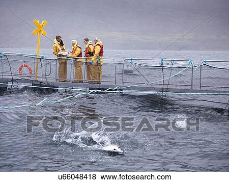 Salmon farmers on pontoon of Scottish salmon farm over sea loch View Large Photo Image Stock Photo - Salmon farmers on pontoon of Scottish salmon farm over sea loch. Fotosearch
