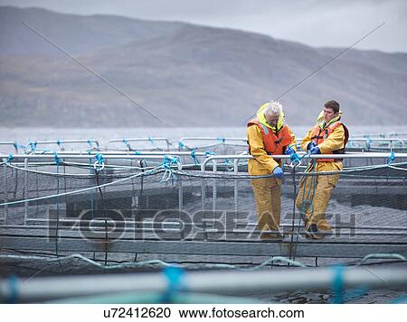 Salmon farmers pulling nets and ropes on Scottish salmon farm pontoon View Large Photo Image Stock Image - Salmon farmers pulling nets and ropes on Scottish salmon farm pontoon. Fotosearch