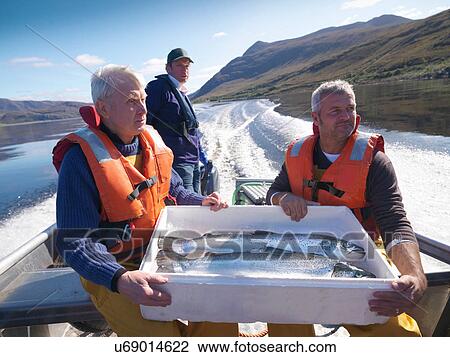 Salmon farmers travelling in fishing boat with box of freshly caught salmon View Large Photo Image Stock Image - Salmon farmers travelling in fishing boat with box of freshly caught salmon. Fotosearch