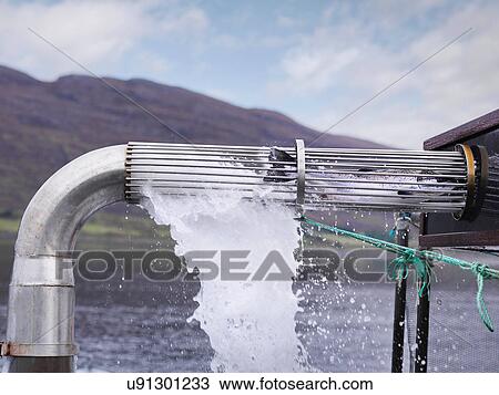 Stock Image - Salmon harvested from water through pipe on salmon farm. Fotosearch