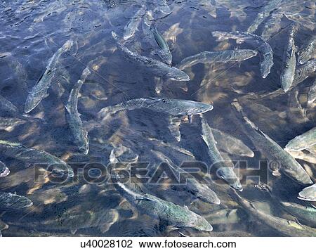 Salmon swimming in pen on Scottish salmon farm View Large Photo Image Stock Image - Salmon swimming in pen on Scottish salmon farm. Fotosearch