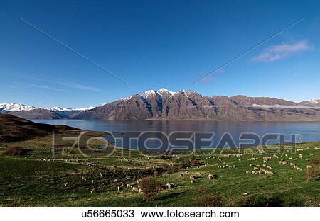 Stock Image - Sheep grazing in rural landscape. Fotosearch