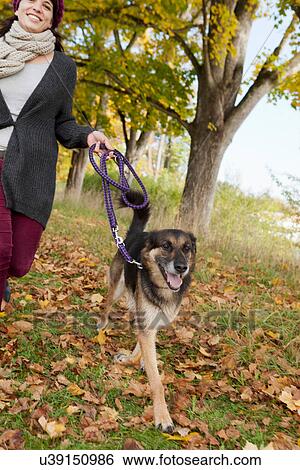Stock Photograph - Smiling woman walking dog in park. Fotosearch