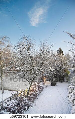Stock Image - Snow covered trees along path. Fotosearch