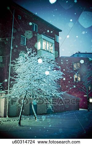 Snowy tree on city street View Large Photo Image Picture - Snowy tree on city street. Fotosearch