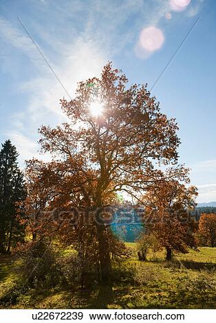 Sun shining through tree in field View Large Photo Image Stock Photo - Sun shining through tree in field. Fotosearch