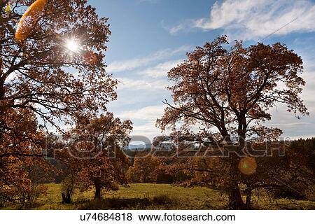 Sun shining through trees in field View Large Photo Image Stock Photo - Sun shining through trees in field. Fotosearch