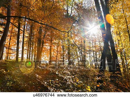 Sun shining through trees in forest View Large Photo Image Picture - Sun shining through trees in forest. Fotosearch