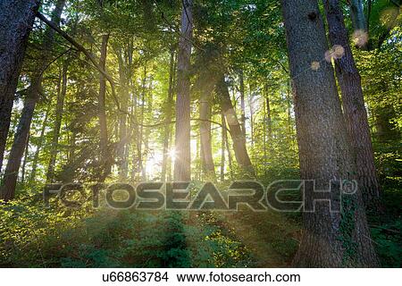 Picture - Sun shining through trees in forest. Fotosearch