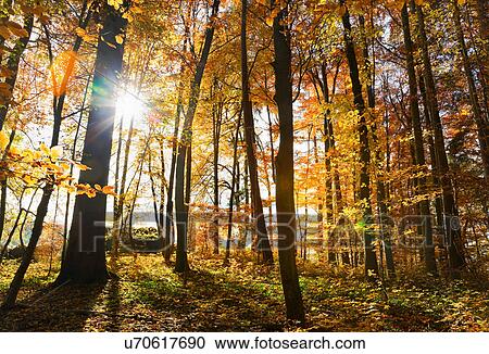 Sun shining through trees in forest View Large Photo Image Stock Image - Sun shining through trees in forest. Fotosearch