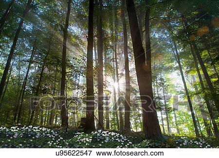 Sun shining through trees in forest View Large Photo Image Stock Photo - Sun shining through trees in forest. Fotosearch