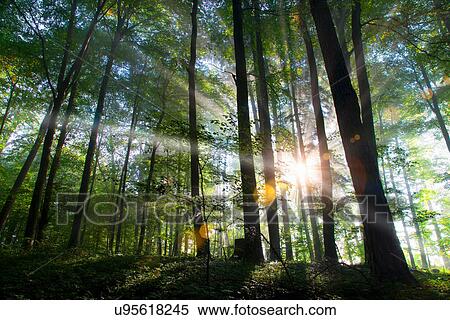 Stock Photography - Sunbeams shining through forest. Fotosearch