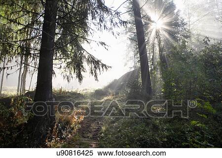 Sunlight shining through forest View Large Photo Image Stock Photography - Sunlight shining through forest. Fotosearch
