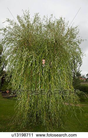 Teenage boy hiding in mossy tree View Large Photo Image Stock Image - Teenage boy hiding in mossy tree. Fotosearch