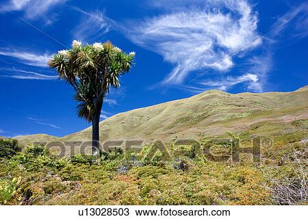 Tree growing on dry hillside View Large Photo Image Stock Image - Tree growing on dry hillside. Fotosearch