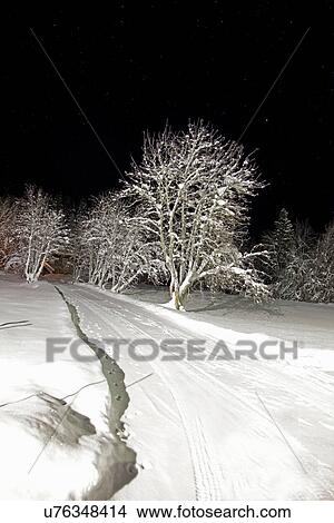 Trees and tire tracks in snowy field View Large Photo Image Picture - Trees and tire tracks in snowy field. Fotosearch