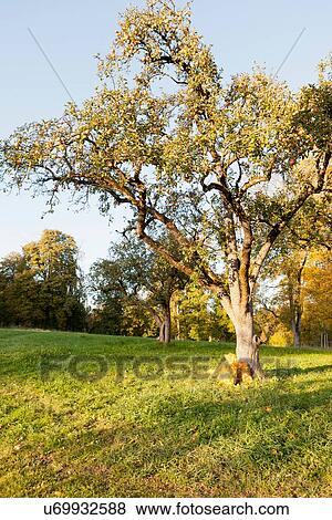 Trees growing in rural field View Large Photo Image Stock Photo - Trees growing in rural field. Fotosearch