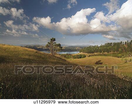 Stock Photo - Trees growing in rural landscape. Fotosearch