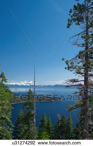Stock Image - Trees growing on rural coastline. Fotosearch