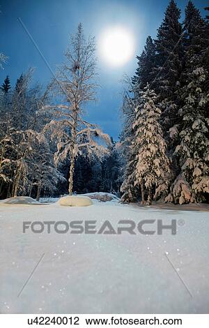 Trees in snow covered field View Large Photo Image Stock Image - Trees in snow covered field. Fotosearch