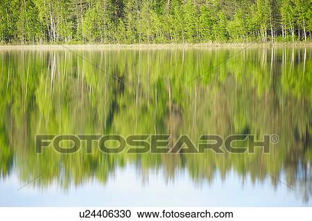 Stock Image - Trees reflected in still lake. Fotosearch