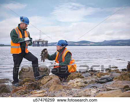 Two male environmentalists checking seaweed samples on seashore View Large Photo Image Stock Photo - Two male environmentalists checking seaweed samples on seashore. Fotosearch