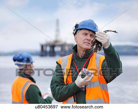 Two male environmentalists checking seaweed samples on seashore View Large Photo Image Stock Photo - Two male environmentalists checking seaweed samples on seashore. Fotosearch