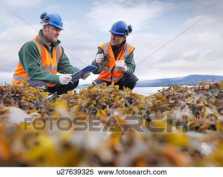 Stock Photography - Two male environmentalists checking seaweed samples on seashore. Fotosearch