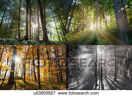 Views of four seasons of forest View Large Photo Image Stock Photo - Views of four seasons of forest. Fotosearch