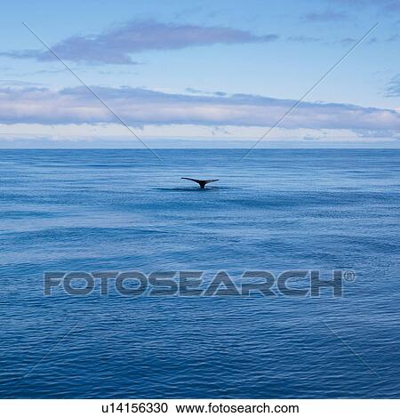 Whale's tail in still ocean View Large Photo Image Stock Image - Whale's tail in still ocean. Fotosearch