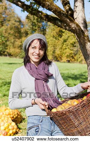 Woman picking apples in orchard View Large Photo Image Stock Image - Woman picking apples in orchard. Fotosearch