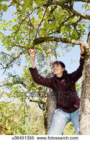 Woman picking apples in orchard View Large Photo Image Stock Photography - Woman picking apples in orchard. Fotosearch