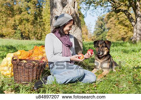 Woman picking apples with dog View Large Photo Image Stock Photo - Woman picking apples with dog. Fotosearch