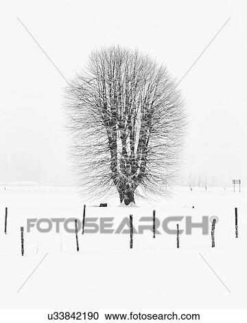 Stock Image - Slovenia: a tree in winter. Fotosearch