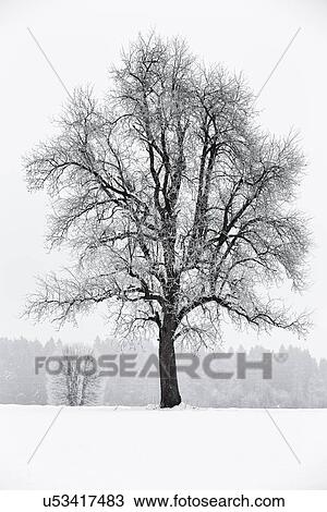Slovenia: a tree in winter View Large Photo Image Stock Image - Slovenia: a tree in winter. Fotosearch