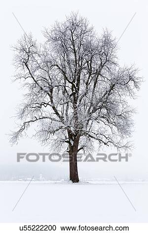 Stock Image - Slovenia: a tree in winter. Fotosearch