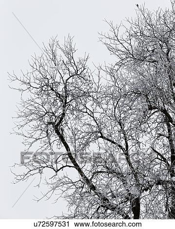 Slovenia: a tree in winter View Large Photo Image Stock Image - Slovenia: a tree in winter. Fotosearch