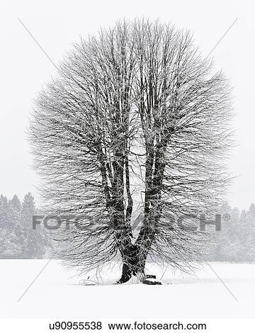 Stock Photo - Slovenia: a tree in winter. Fotosearch