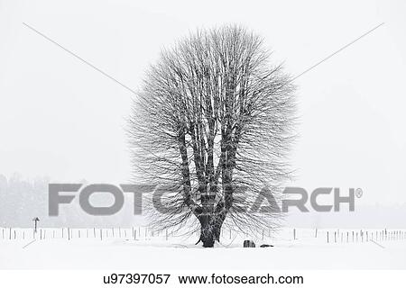 Stock Photo - Slovenia: a tree in winter. Fotosearch