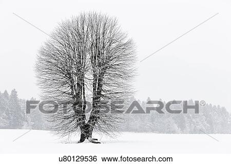 Slovenia: a tree in winter View Large Photo Image Stock Photograph - Slovenia: a tree in winter. Fotosearch