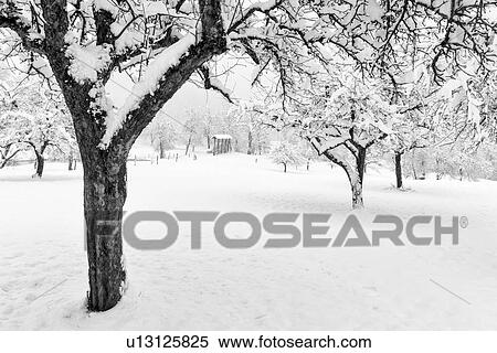 Slovenia in Winter: Hayracks and Apple trees View Large Photo Image Stock Photography - Slovenia in Winter: Hayracks and Apple trees. Fotosearch