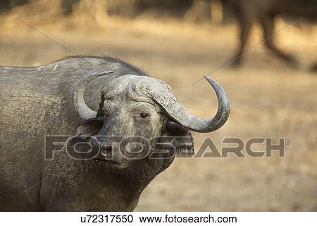 Stock Image - "African buffalo (Syncerus caffer), Mana Pools, Zimbabwe, Africa. ". Fotosearch